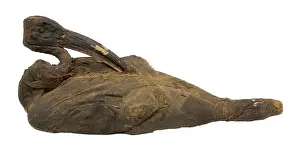 Unwrapped: Mummified sacred ibis, partially unwrapped