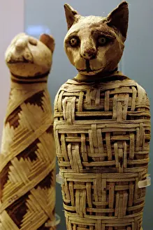 Mummy: Mummy of a cat. Egypt