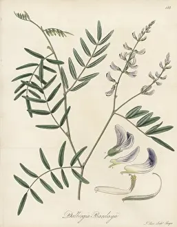 William Blackwood: Mundulea barclayi