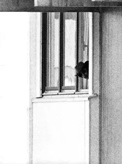 Palestinians: Munich 1972: horror scenario attack
