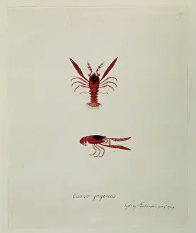 Squat: Munida gregaria, lobster krill