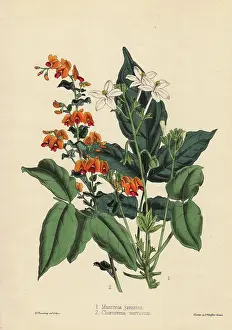Florists: Munronia javanica and Chorozema nervosum