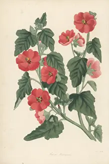 Volume 4: Munro's globemallow, Sphaeralcea munroana