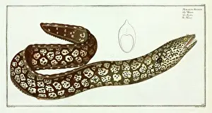 Moray: Muraena helena