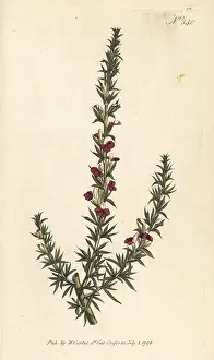 William Curtis: Muraltia heisteria