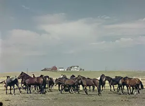 Singled: Murdo rodeo - South Dakota