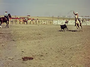 Steers: Murdo rodeo - South Dakota