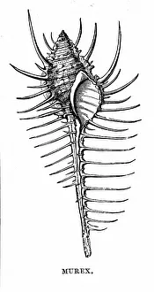Inhabited: Murex. The mollusc which inhabited this shell