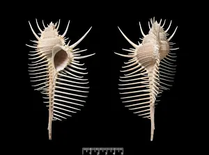 Neogastropoda: Murex pecten, Venus comb