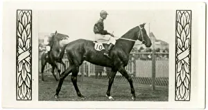 Jockeys: Murillo, Australian race horse