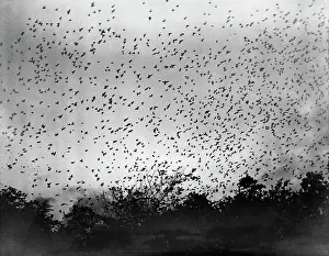 Starlings: Murmuration of starlings