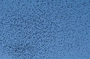 Starlings: Murmuration of Starlings DP