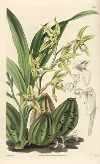 Zygopetalum: Murray's neogardneria, Neogardneria murrayana