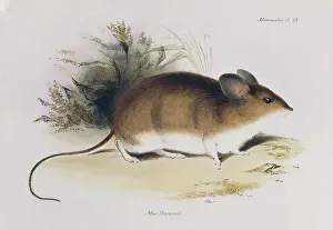 Fitzroy: Mus darwinii, Darwin's mouse
