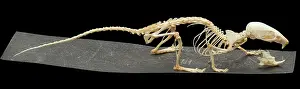 Articulated: Mus musculus, house mouse
