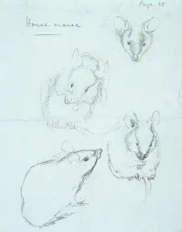 Musculus: Mus musculus, house mouse