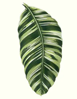 Musa: Musa Vittata Leaf