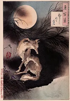 Admiring: Musashi Plain Moon