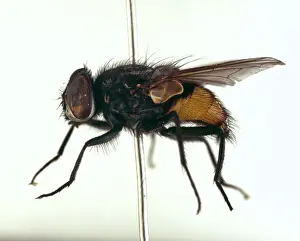 Swarm: Musca autumnalis, face fly