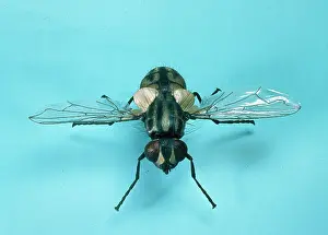 Nuisance: Musca domestica, house fly