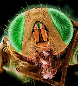Domestica: Musca domestica, house fly