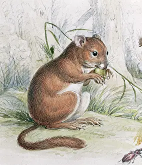 Hazel: Muscardinus avellanarius, common dormouse