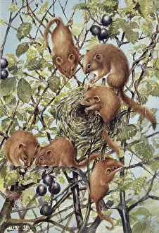 Hazel: Muscardinus avellanarius, common dormouse