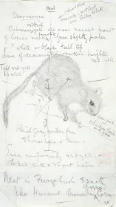 Hazel: Muscardinus avellanarius, common dormouse