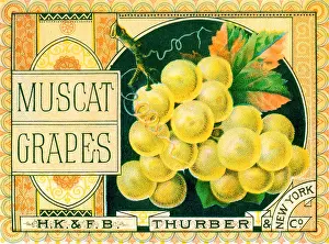 Muscat: Muscat Grapes