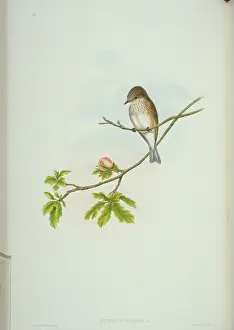 Catcher: Muscicapa striata, spotted flycatcher
