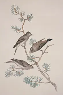 Pinus: Muscicapa striata, spotted flycatcher