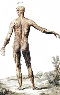 Albinus: MUSCLES / ANATOMY 18TH C