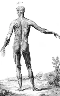 Albinus: MUSCLES / ANATOMY 18TH C