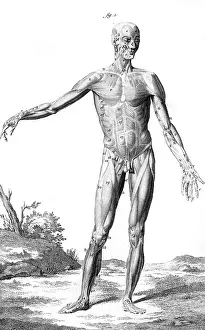 Anatomy: MUSCLES / ANATOMY 18TH C