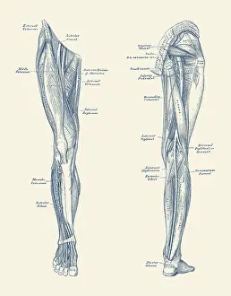 Longus: Muscles and arteries in the legs