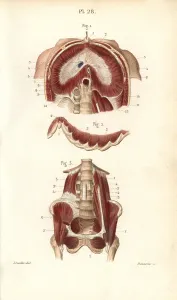 Diaphragm: Muscles of the diaphragm, ribs and pelvis