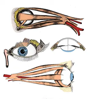 Normal: Muscles of Eye, Illustration