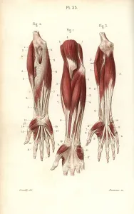 Leveille: Muscles of the forearm and wrist
