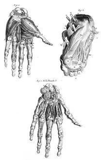 Anatomy: MUSCLES OF HAND AND FOOT