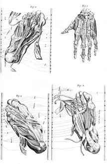 Courcelles: MUSCLES OF HAND AND FOOT