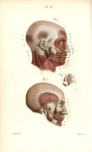 Leveille: Muscles of the head