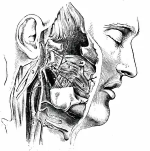 Muscles: Muscles of the head. Pterygoid region