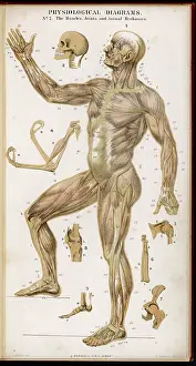Joints: Muscles of Human Body