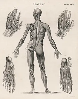 Dissection: Muscles of the human body