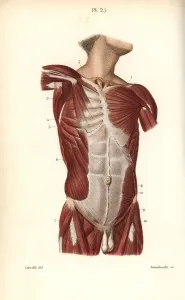 Leveille: Muscles of the male torso