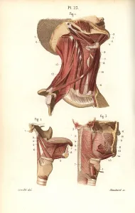 Leveille: Muscles of the neck, tongue and throat