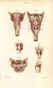 Larynx: Muscles of the pharynx and larynx
