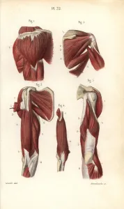 Leveille: Muscles of the shoulders and arms