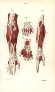 Leveille: Muscles and tendons of the forearm and hand