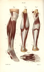 Leveille: Muscles and tendons of the leg and foot